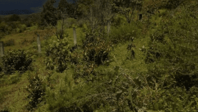 Colegio De Bachilleres Plantel Caltzontzin